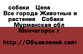 собаки › Цена ­ 2 500 - Все города Животные и растения » Собаки   . Мурманская обл.,Мончегорск г.